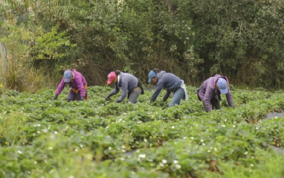 Reforma Rural saldría de la Misión  de Verificación ONU al Acuerdo de Paz